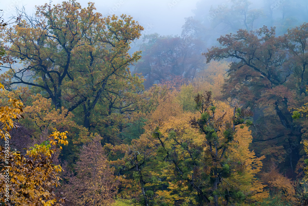 Scenic landscape of autumn forest Scenic landscape of autumn forest