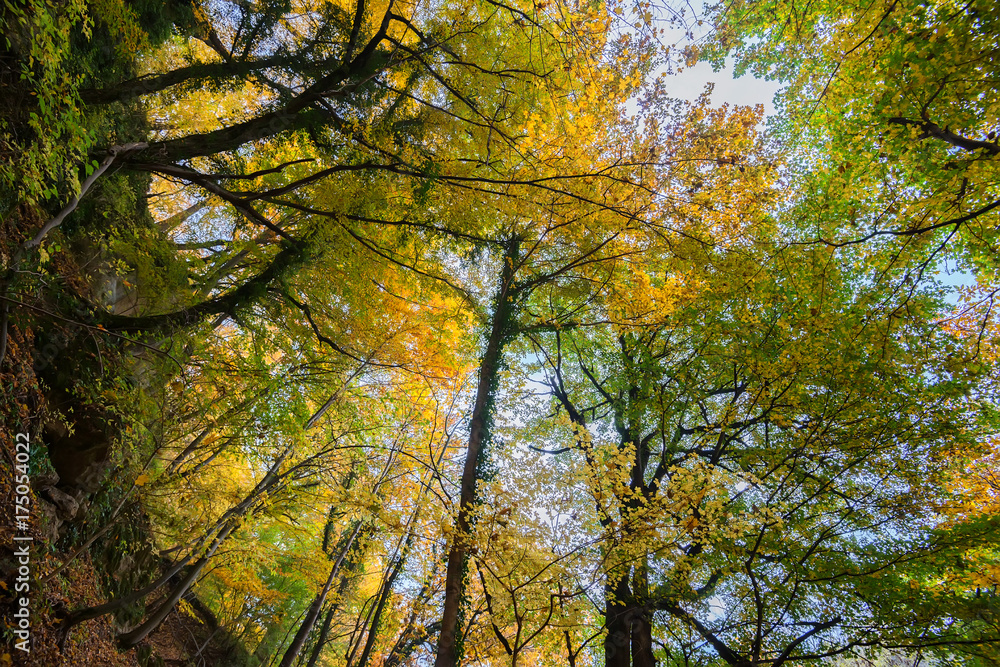 Scenic landscape of autumn forest Scenic landscape of autumn forest