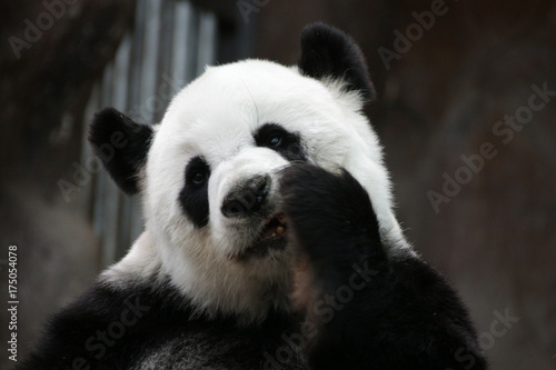 female Panda in Thailand acts Funny © foreverhappy