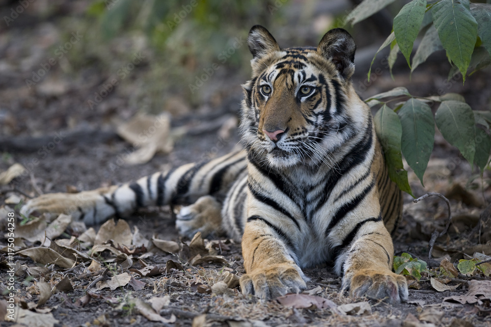 Fototapeta premium Junger Tiger liegt im Dschungel