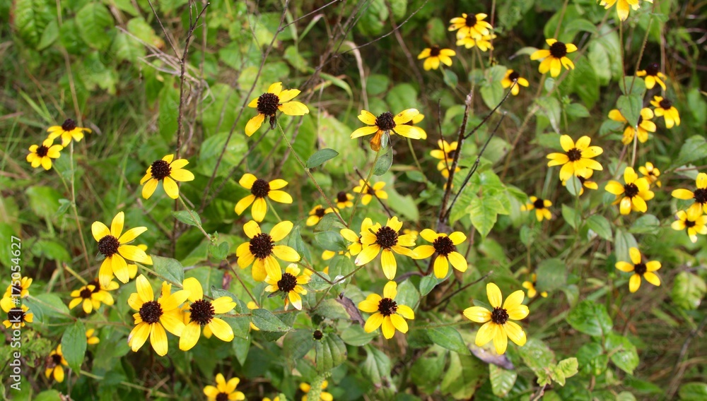The bunch of yellow flowers in the field on a close view.