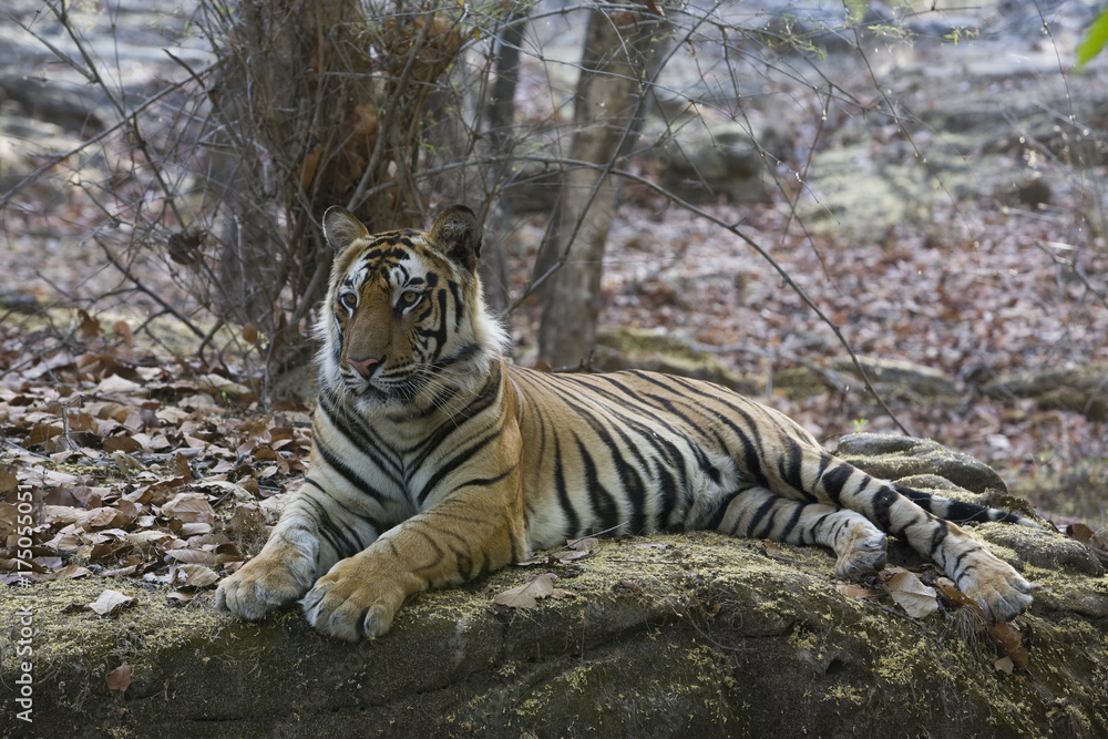 Obraz premium Tiger liegt auf einem Felsen