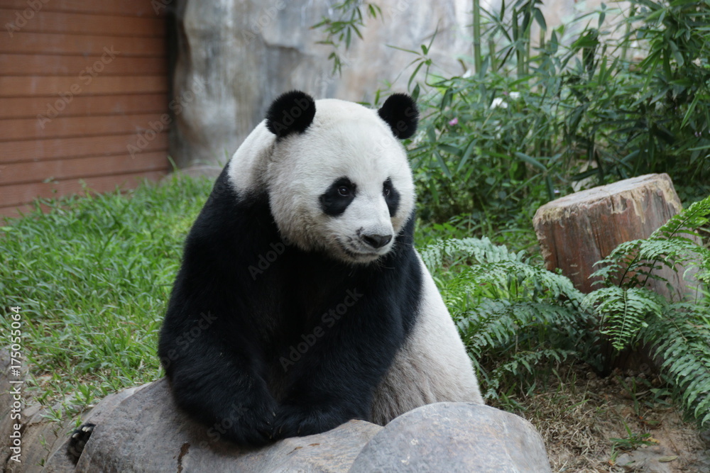 Fototapeta premium Female Panda in Thailand