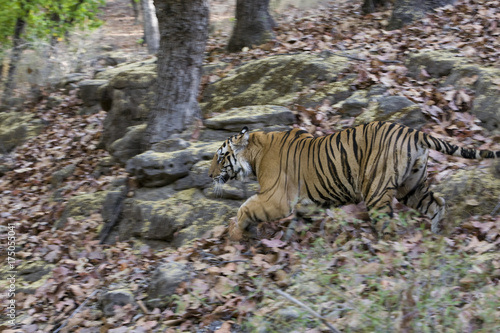 Tiger auf der Jagd