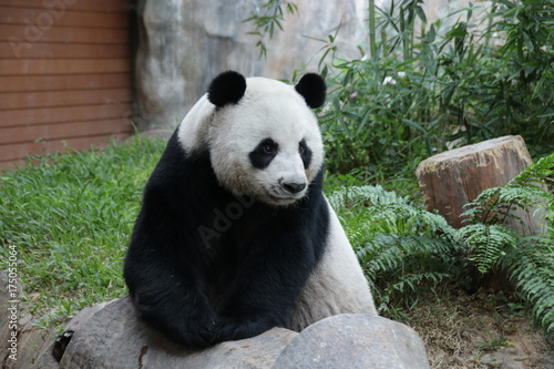 Fototapeta Naklejka Na Ścianę i Meble -  Female Panda in Thailand