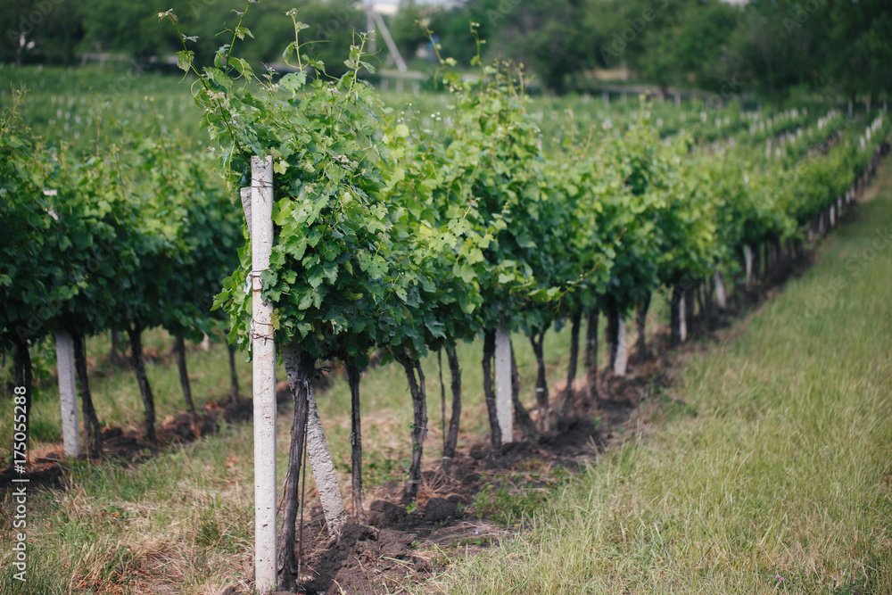 Closeup of a summer vineyard at daylight