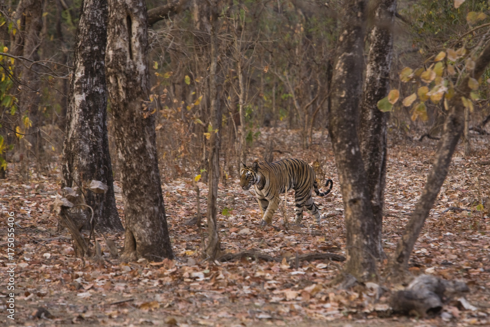 Tiger durchstreift den Wald Tiger durchstreift den Wald