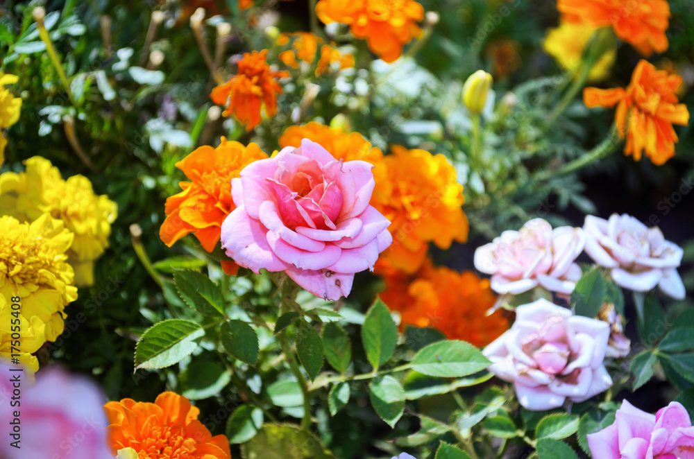 Flower of a wild-growing pink rose in the open air. Flower of a wild-growing pink rose in the open air.