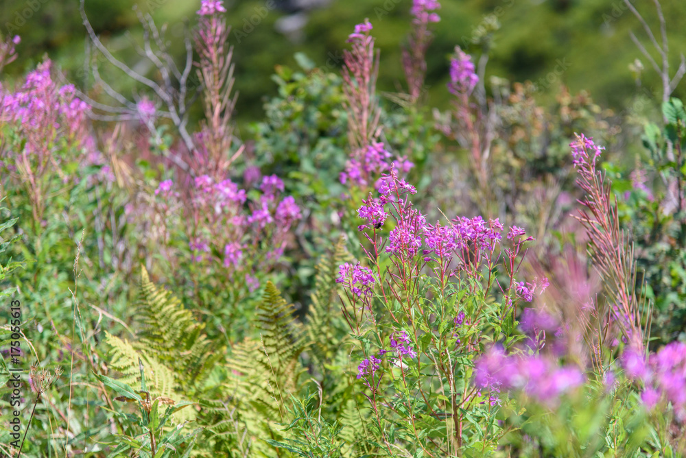 Obraz premium Alpine flowers