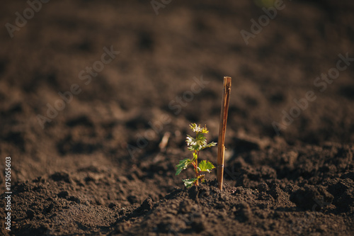 Young grape seedling in a spring ground