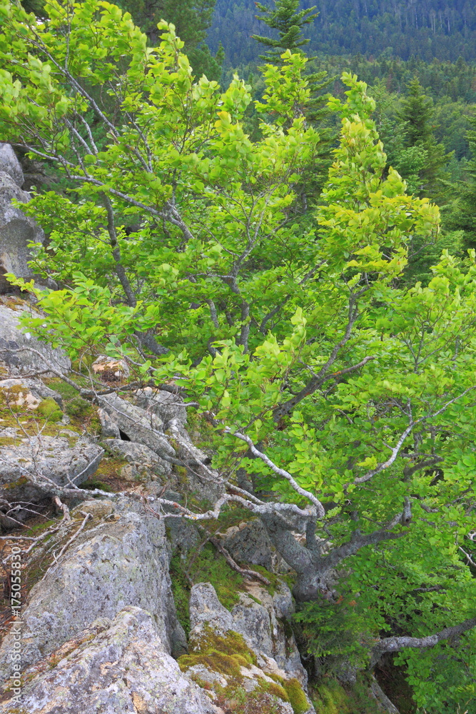 natural bonsai of beech tree in Pyrenees, France natural bonsai of beech tree in Pyrenees, France