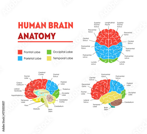 Human Brain Anatomy Card Poster. Vector