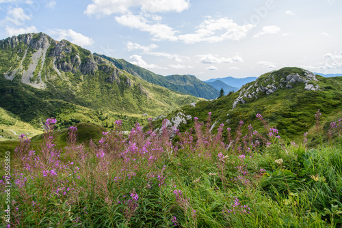 Fototapeta Naklejka Na Ścianę i Meble -  Alpine flowers