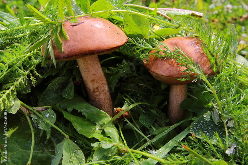 Boletus in the grass in the forest. Search and collection of mushrooms in the forest. Healthy and tasty food. photo