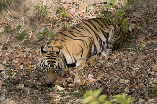 Tiger trinkt Wasser