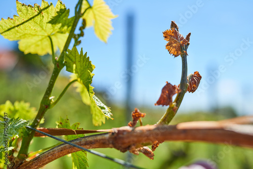 Spring frost damage in vineyard.
Grapes frost damage. Frost Grape by slight frost winter injury.