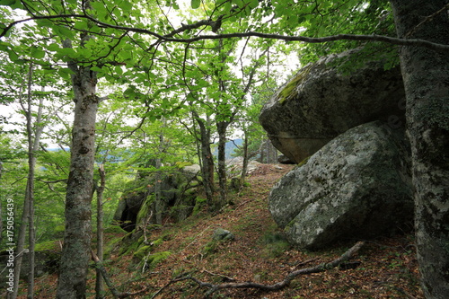 Forest of beech tree and granite bloc in Pyrenees  France