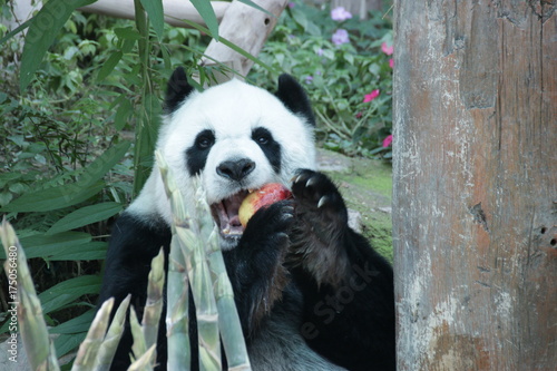 Fototapeta Naklejka Na Ścianę i Meble -  Female Giant Panda in Thailand, eating Red Apple