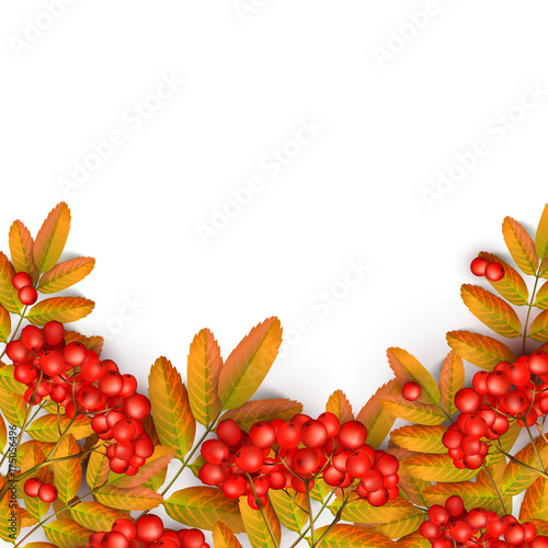 Beautiful greeting card with realistic 3d mesh rowan branch isolated on a white background. Rowan branch with orange leaves and ashberry. Vector illustration