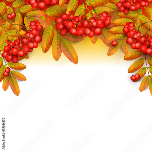 Beautiful greeting card with realistic 3d mesh rowan branch isolated on a white background. Rowan branch with orange leaves and ashberry. Vector illustration