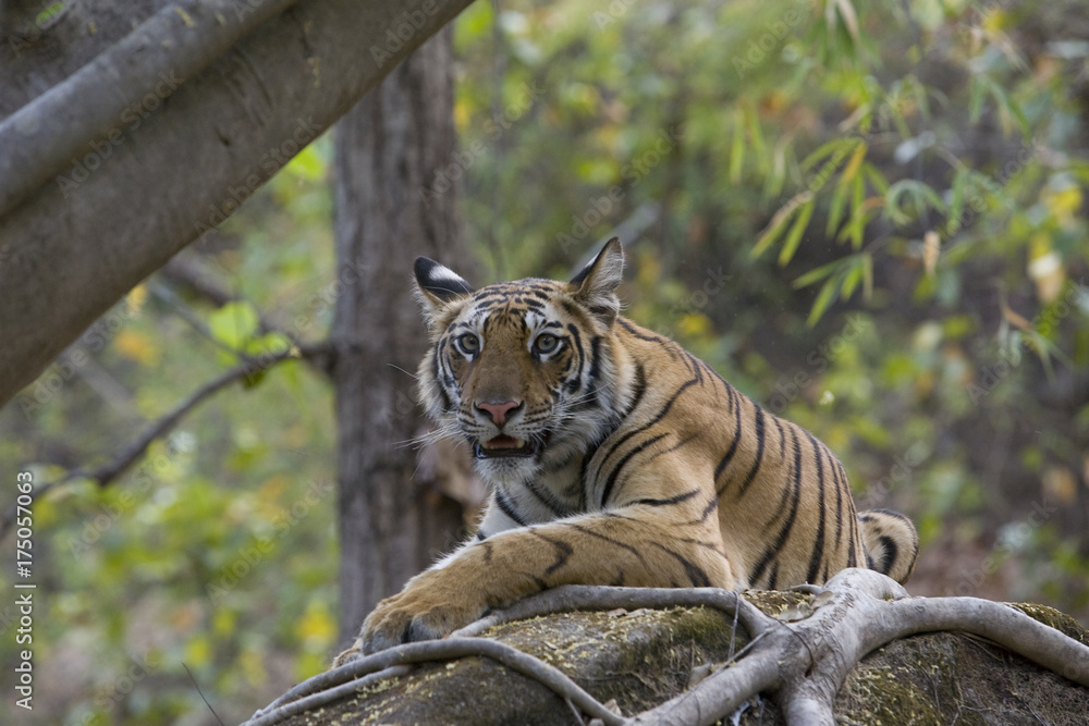 Fototapeta premium Junge Tigerin liegt auf einem Baumstamm