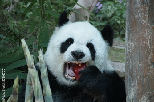 Fototapeta Naklejka Na Ścianę i Meble -  Female Giant Panda in Thailand, eating Red Apple