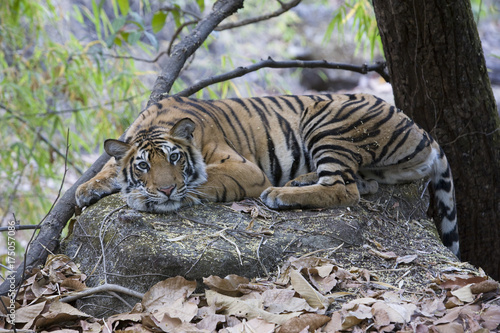 Tiger ruht sich auf einem Felsen aus