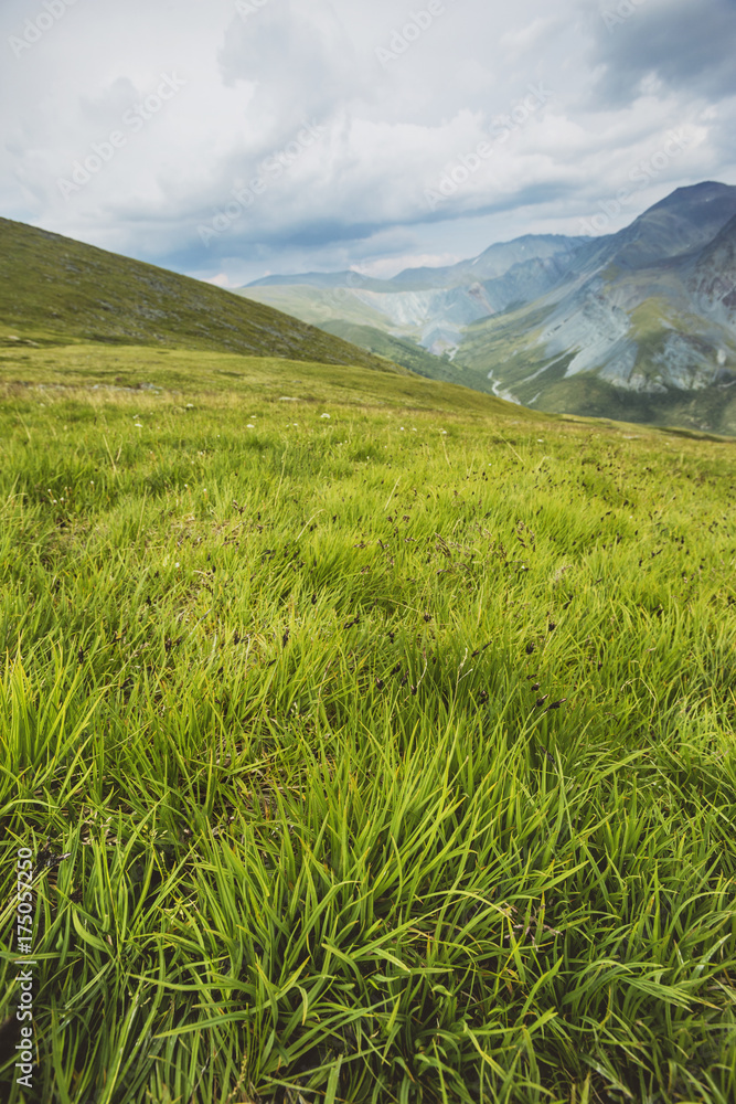 Fototapeta premium Green fresh grass. Pass Kara-Turek, mountain Altai,