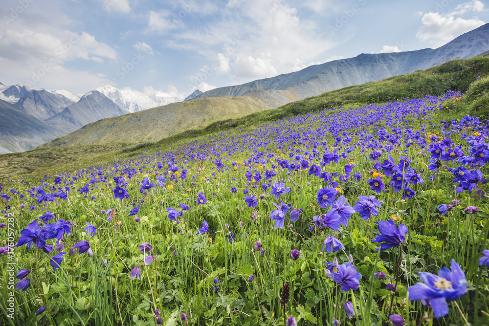 Blue catchments flowers. Pass Kara-Turek, mountain Altai