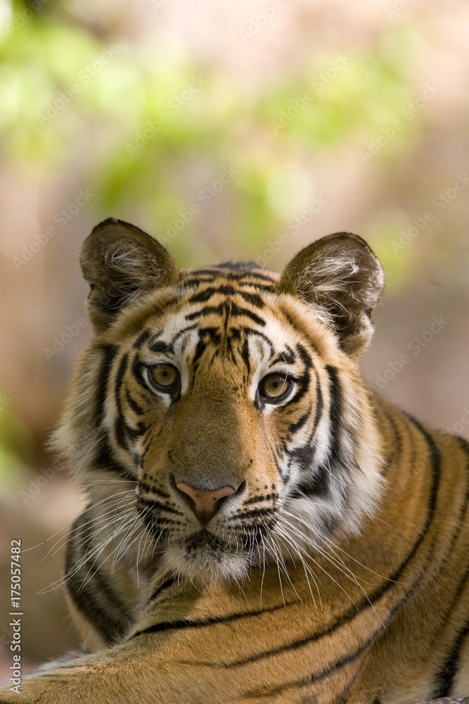 Fototapeta premium Tiger Portraet
