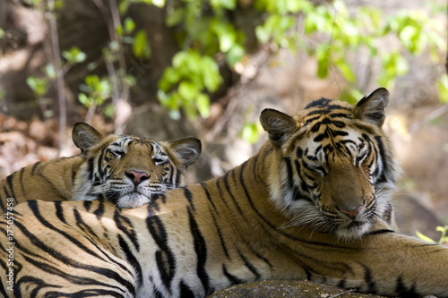 Fototapeta Naklejka Na Ścianę i Meble -  Junger Tiger ruht mit der Mutter