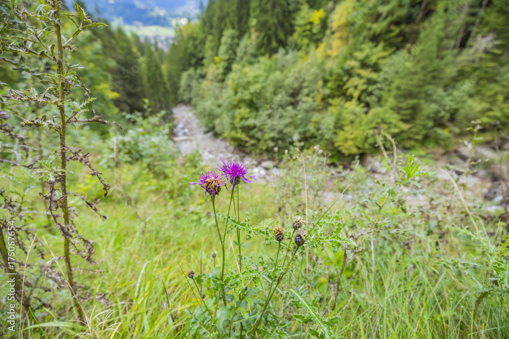 Fototapeta premium Close-Up to Alpine Thistle at Oberstdorf / Bavaria
