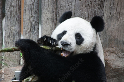 Fototapeta Naklejka Na Ścianę i Meble -  Male Giant Panda in Thailand, eating Bamboo Shoot