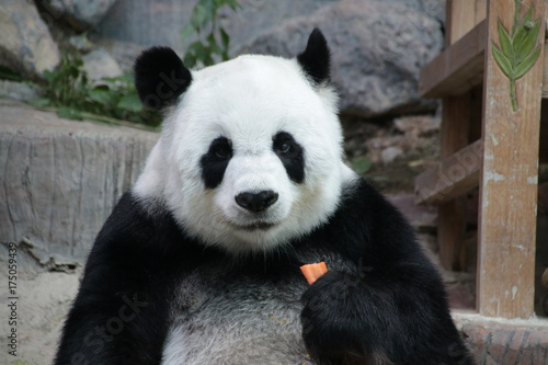 Fototapeta Naklejka Na Ścianę i Meble -  Female Giant Panda in Thailand, eating Carrot