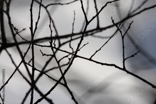 branch and bud of tree in winter