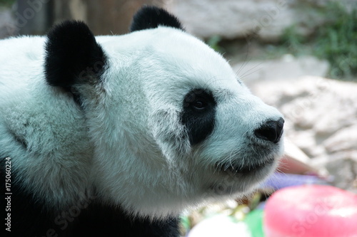 Fototapeta Naklejka Na Ścianę i Meble -  Closed-up Female Giant Panda in Thailand