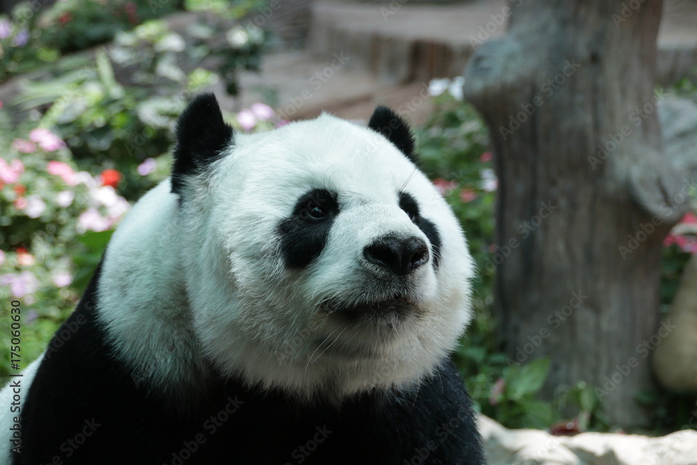 Fototapeta premium Closed-up Female Giant Panda in Thailand