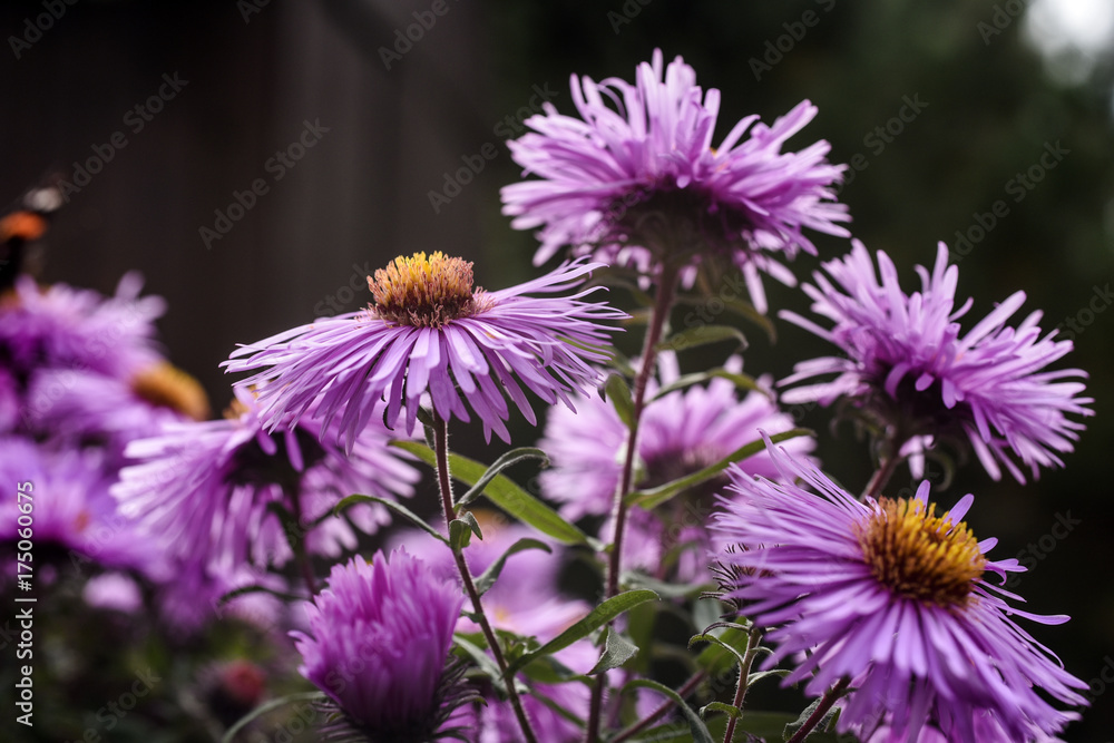 Aster flowers blooming in garden summer time. Aster flowers blooming in garden summer time.