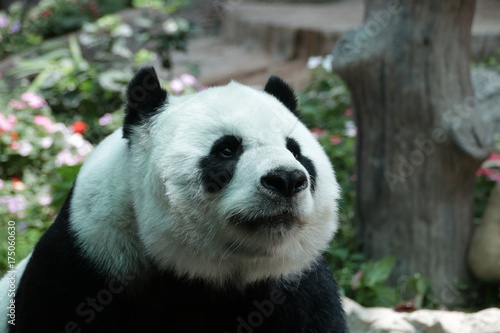 Fototapeta Naklejka Na Ścianę i Meble -  Closed-up Female Giant Panda in Thailand