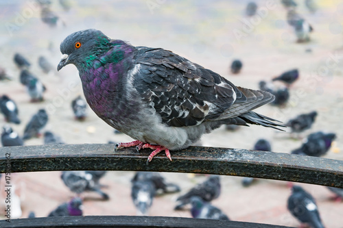 Bird street pigeon sitting on a metal railing, closeup