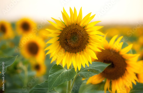 Fototapeta Naklejka Na Ścianę i Meble -  Close up of sunflower in the field