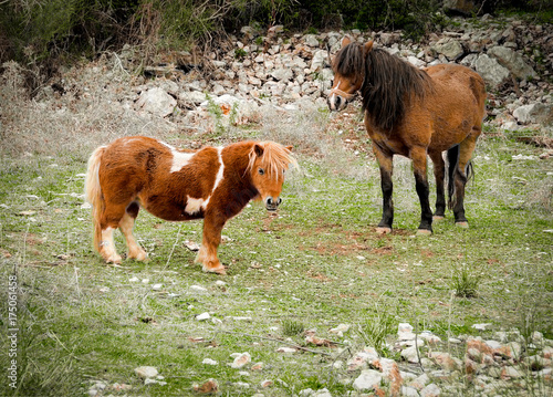 Miniature horses are the size of a very small pony. They have various colors and coat patterns photo