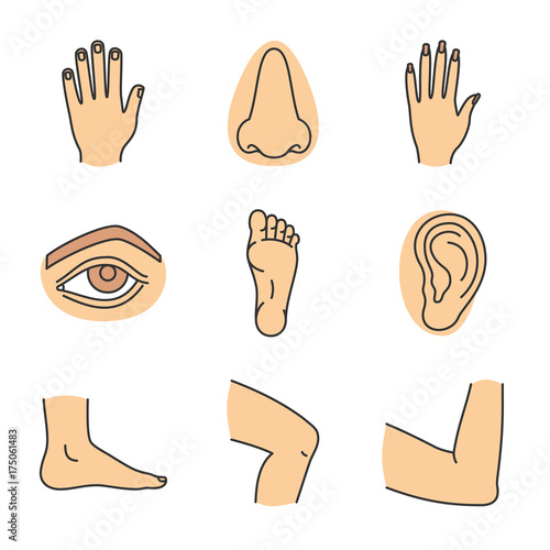 Human body parts color icons set