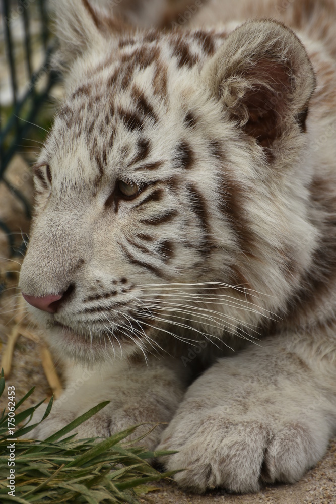 Fototapeta premium White tiger cub