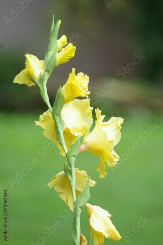 Yellow Flower