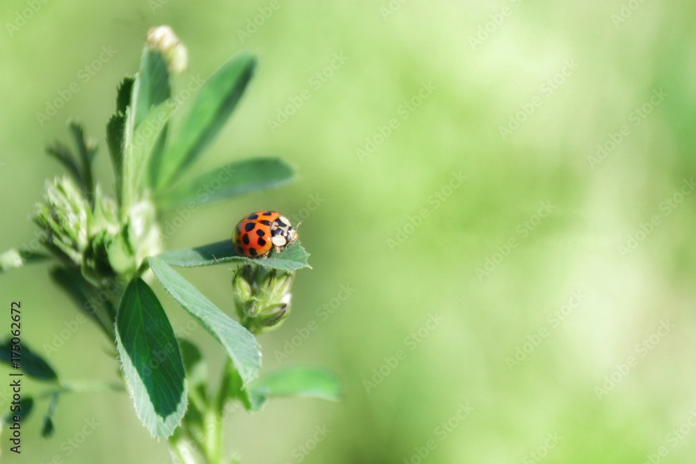 Ladybug Ladybug