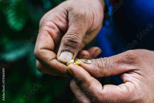 Raw coffee beans on hands.
