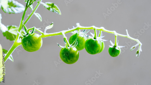 Fotografie Close-up of immature wild tomato panicle
