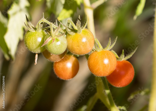 фотографія Close-up of wild tomato panicle V
