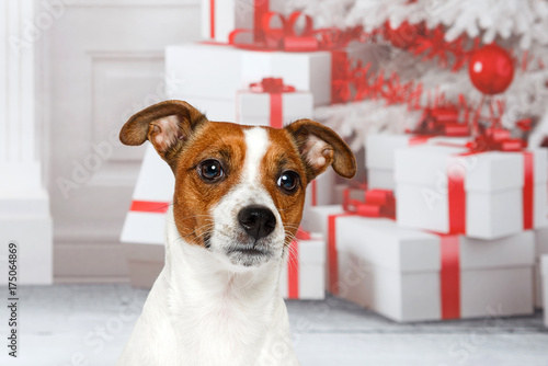 Portrait von einem Hund in einem weihnachtlichen Wohnzimmer mit Kamin, Geschenken Weihnachtsbaum